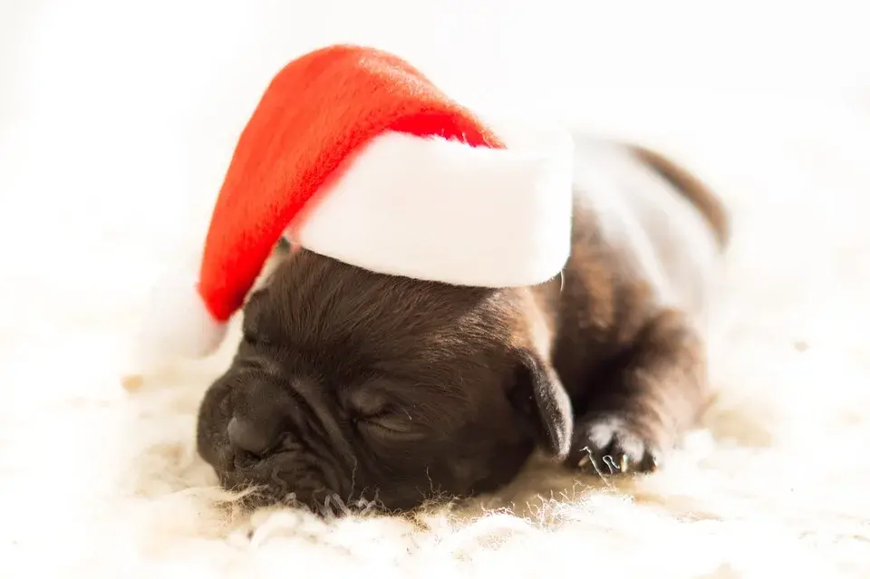 Adopter un chien pour Noël dans l'Oise : Guide et Prévention