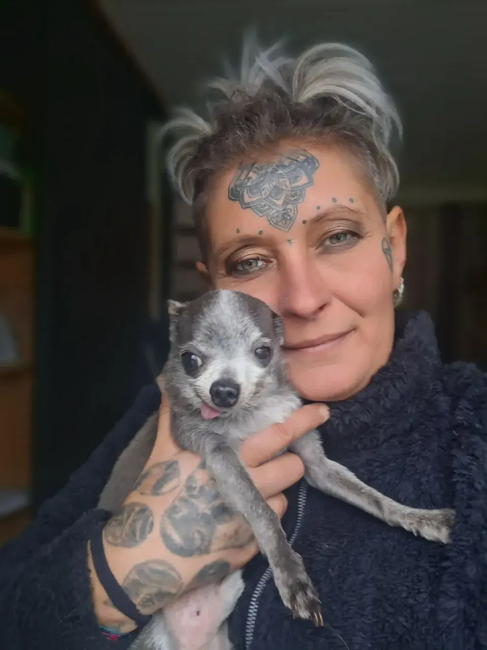 Chihuahua agressif : le vrai syndrome du petit chien