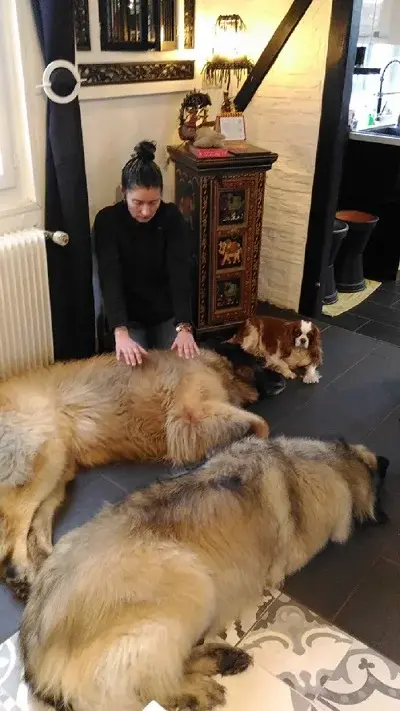 Magnetisme sur chien leonberg